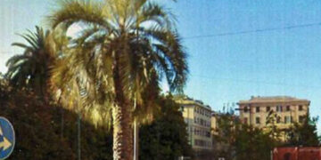 Donna di 58 anni viene travolta da una palma in strada e muore