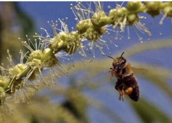 Viene punto da un’ape, muore a 45 anni