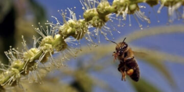 Viene punto da un’ape, muore a 45 anni