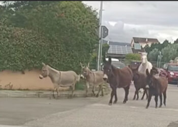 Capoterra, passeggiata di quattro zoccoli per le vie del centro abitato: un cavallo e cinque asinelli avvistati da un automobilista di passaggio