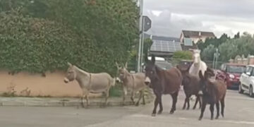 Capoterra, passeggiata di quattro zoccoli per le vie del centro abitato: un cavallo e cinque asinelli avvistati da un automobilista di passaggio