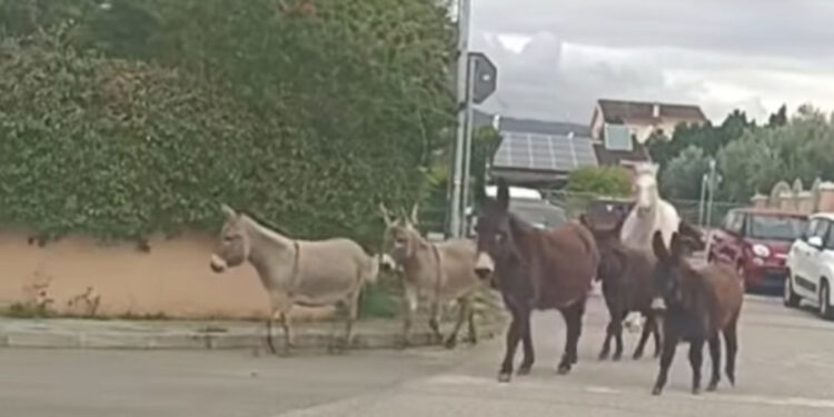 Capoterra, passeggiata di quattro zoccoli per le vie del centro abitato: un cavallo e cinque asinelli avvistati da un automobilista di passaggio
