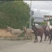 Capoterra, passeggiata di quattro zoccoli per le vie del centro abitato: un cavallo e cinque asinelli avvistati da un automobilista di passaggio