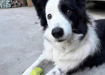 Ussana, la terribile vicenda di Argo, il Border Collie avvelenato con stricnina: la proprietaria chiede giustizia