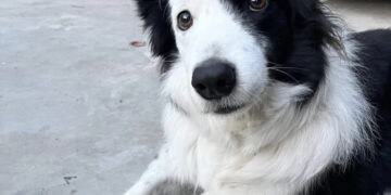 Ussana, la terribile vicenda di Argo, il Border Collie avvelenato con stricnina: la proprietaria chiede giustizia