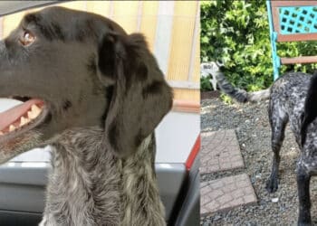 Assemini, un medico salva un cagnolino abbandonato poi comincia l’odissea: “Sono affari tuoi”