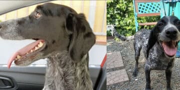 Assemini, un medico salva un cagnolino abbandonato poi comincia l’odissea: “Sono affari tuoi”