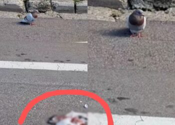 Sinnai, piccione veglia l’amico investito e morto per oltre 40 minuti