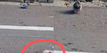 Sinnai, piccione veglia l’amico investito e morto per oltre 40 minuti