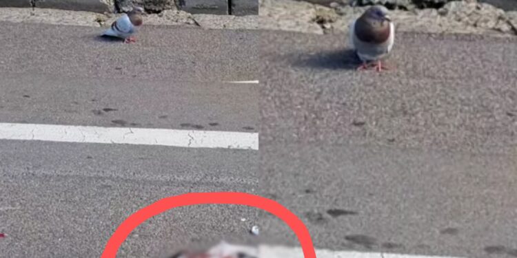 Sinnai, piccione veglia l’amico investito e morto per oltre 40 minuti