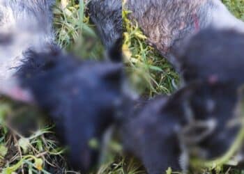 San Sperate, il branco di cani uccide altri simili e ogni animale che capita: il racconto shock della proprietaria delle ultime vittime