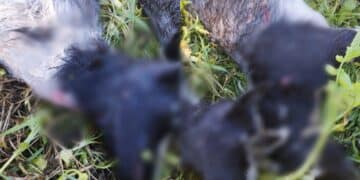 San Sperate, il branco di cani uccide altri simili e ogni animale che capita: il racconto shock della proprietaria delle ultime vittime