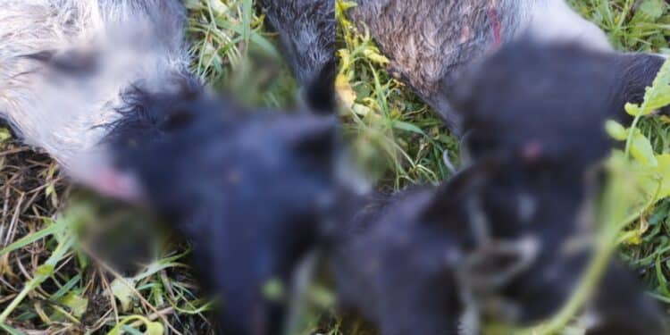 San Sperate, il branco di cani uccide altri simili e ogni animale che capita: il racconto shock della proprietaria delle ultime vittime