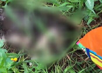 Gattini sbranati dai cani a Sestu: “Mettete la museruola agli esemplari di taglia media e grande”