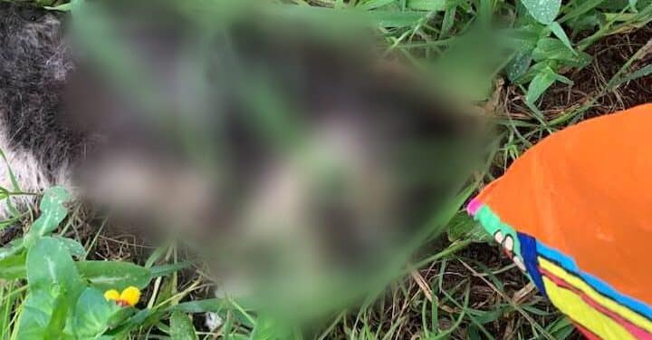 Gattini sbranati dai cani a Sestu: “Mettete la museruola agli esemplari di taglia media e grande”