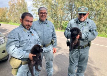Villamassargia, cagnolini salvati sulla Sp 88 da morte certa