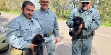 Villamassargia, cagnolini salvati sulla Sp 88 da morte certa