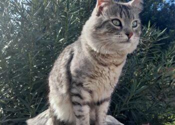 “Dove sei Fumè?” L’appello dei residenti di Is Arenas a Quartu