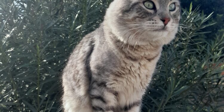 “Dove sei Fumè?” L’appello dei residenti di Is Arenas a Quartu