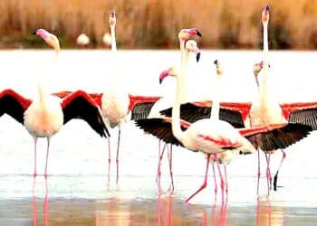 Il parco di Molentargius si tinge di rosa: migliaia di coppie pronte per nidificare