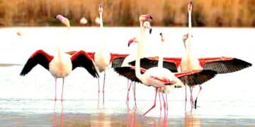 Il parco di Molentargius si tinge di rosa: migliaia di coppie pronte per nidificare