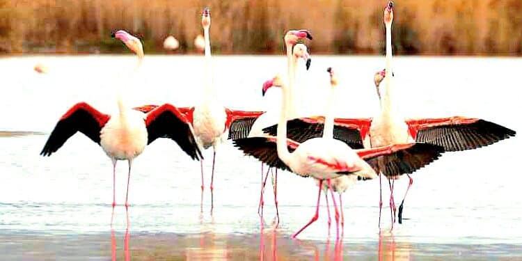 Il parco di Molentargius si tinge di rosa: migliaia di coppie pronte per nidificare