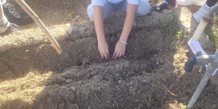 Sanluri, i piccoli delle scuole elementari diventano agricoltori