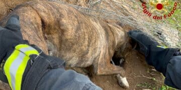 Assemini, cane incastrato nel filo spinato salvato dai vigili del fuoco