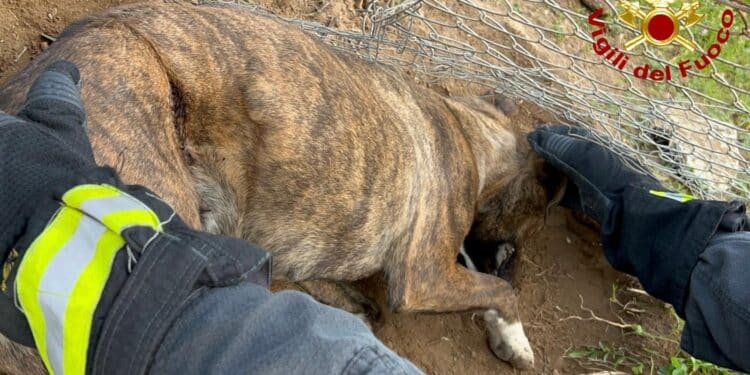 Assemini, cane incastrato nel filo spinato salvato dai vigili del fuoco