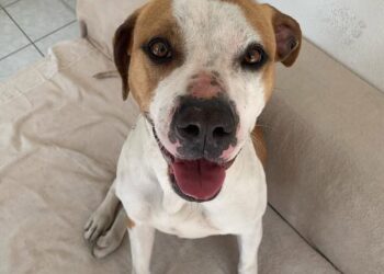 Radio Zampetta sarda, adozione del cuore per una cagnetta che insegue le auto piangendo