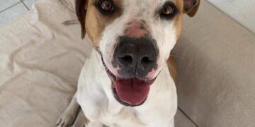 Radio Zampetta sarda, adozione del cuore per una cagnetta che insegue le auto piangendo