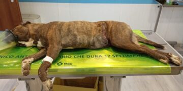 Assemini, è ancora molto grave la cagnetta di Sant’Andrea