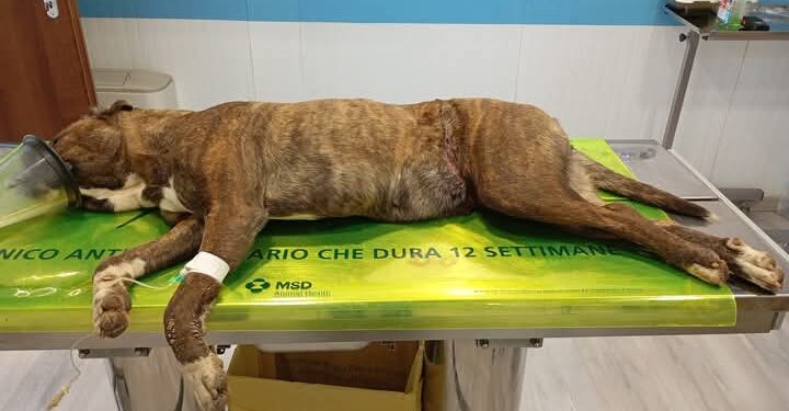 Assemini, è ancora molto grave la cagnetta di Sant’Andrea