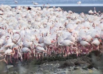 Molentargius, lo spettacolo dei pulli di fenicottero fra nidi e corteggiamenti
