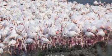 Molentargius, lo spettacolo dei pulli di fenicottero fra nidi e corteggiamenti