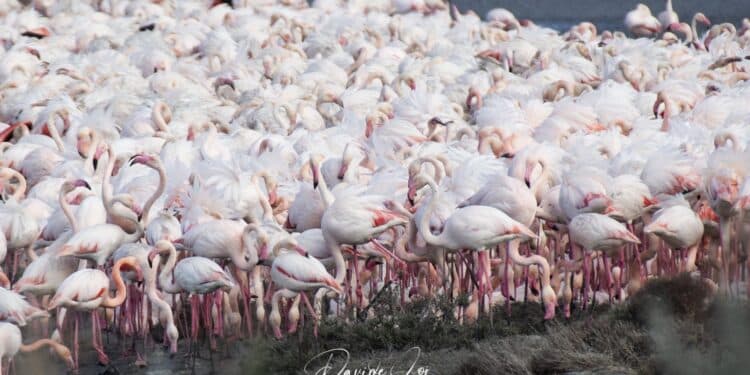 Molentargius, lo spettacolo dei pulli di fenicottero fra nidi e corteggiamenti