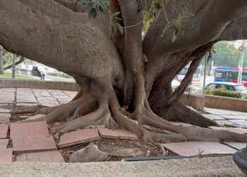 Piazza Ingrao completamente dimenticata dal Comune: tra topi clochard e pavimentazione da incubo (VIDEO)