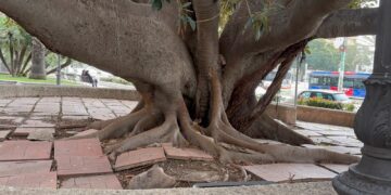 Piazza Ingrao completamente dimenticata dal Comune: tra topi clochard e pavimentazione da incubo (VIDEO)