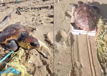 Piscinas, Caretta caretta intrappolata nelle funi e salvata grazie a una barella di fortuna