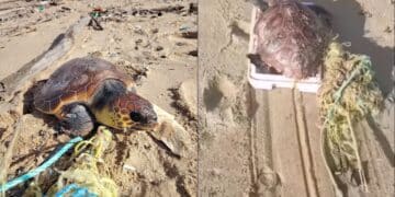 Piscinas, Caretta caretta intrappolata nelle funi e salvata grazie a una barella di fortuna