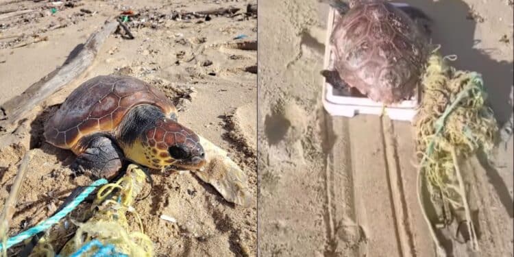 Piscinas, Caretta caretta intrappolata nelle funi e salvata grazie a una barella di fortuna