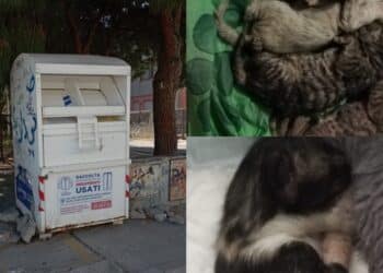 Orrore a Quartu, gattini appena nati buttati nel raccoglitore dei vestiti usati