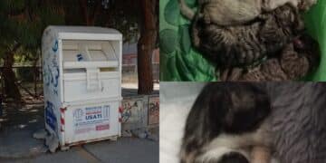 Orrore a Quartu, gattini appena nati buttati nel raccoglitore dei vestiti usati