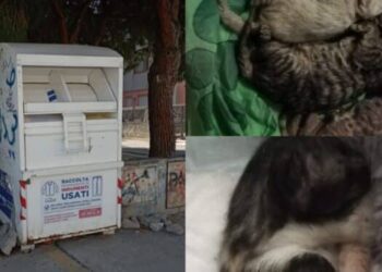 Quartu Sant’Elena, gattini gettati dentro il contenitore della roba usata: morto anche l’ultimo