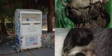 Quartu Sant’Elena, gattini gettati dentro il contenitore della roba usata: morto anche l’ultimo