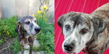 Una casa per Nanà, una cagnolona “dolce e sfortunata, curata amorevolmente dai volontari”: serve uno stallo urgente