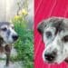 Una casa per Nanà, una cagnolona “dolce e sfortunata, curata amorevolmente dai volontari”: serve uno stallo urgente