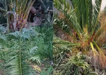 Palme sradicate per confezionare gli intrecci per domenica: da Assemini a Sestu la fotogallery dei fusti seriamente danneggiati