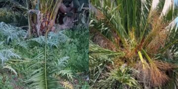 Palme sradicate per confezionare gli intrecci per domenica: da Assemini a Sestu la fotogallery dei fusti seriamente danneggiati