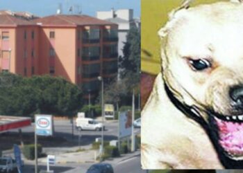 Donna aggredita a Cagliari, si riaccende la polemica sui cani di grossa taglia